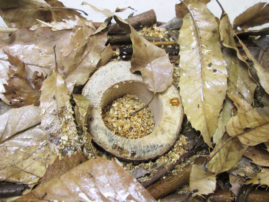 ダイソー カブトムシ用品 木の昆虫ゼリー皿